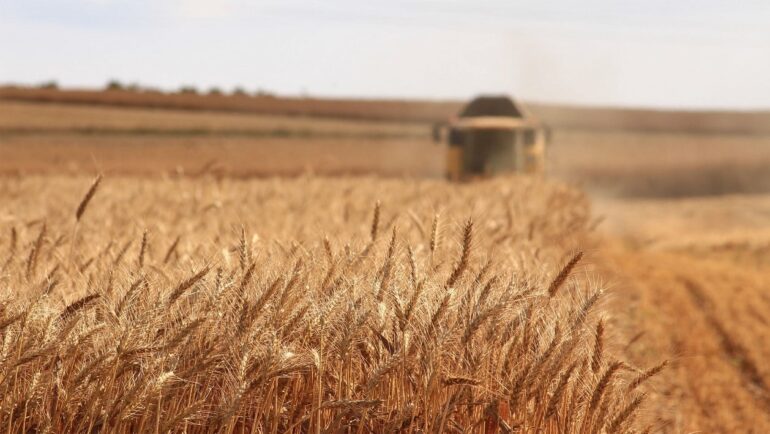 L’Ucraina accusa l’Egitto di aver accettato grano ucraino rubato e spedito dalla Russia attraverso la Crimea occupata.